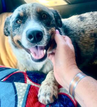 Bradley -  Australian Shepherd Dog for Adoption in Wrightwood, California - Bradley | PetCurious