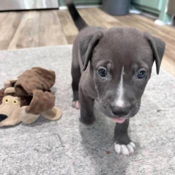 Harper -  Pit Bull Terrier Dog for Adoption in New Orleans, Louisiana - Harper | PetCurious