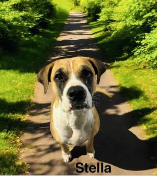 Rescue Boxer Dogs for Adoption in Eloise, Florida - Stella | PetCurious