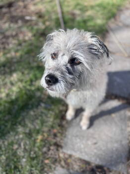 Rescue Wheaten Terrier Dogs for Adoption - Ayla | PetCurious