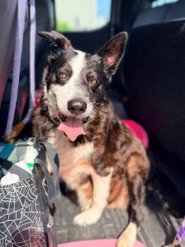 Daisy -  Border Collie Dog for Adoption in Rockport, Texas - Daisy | PetCurious