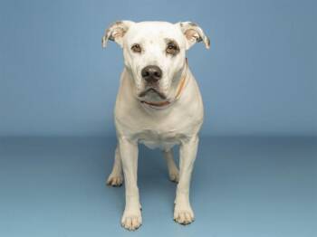ZOEY -  Pit Bull Terrier and Mixed Breed Dog for Adoption in Phoenix, Arizona - ZOEY | PetCurious