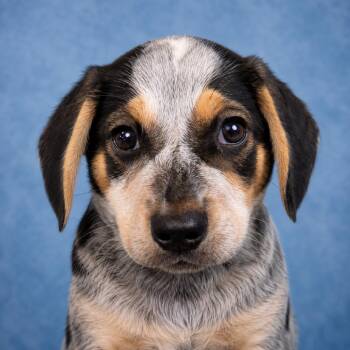 Boone -  Australian Cattle Dog Blue Heeler Dog for Adoption in Mankato, Minnesota - Boone | PetCurious