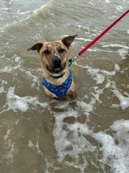 Wes Anderson Welcome Wagon -  Labrador Retriever and Pit Bull Terrier Dog for Adoption in Friendswood, Texas - Wes Anderson Welcome Wagon | PetCurious