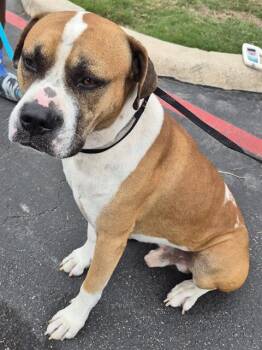 Mastiff Dogs Available for Adoption - ABDUL | PetCurious