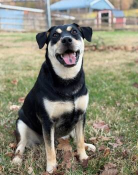 Shepherd and Hound Dogs Available for Adoption in Afton, Tennessee - Johnna | PetCurious