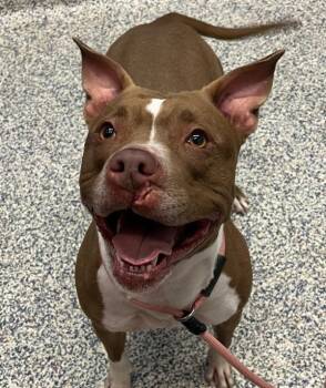 Bridget -  Pit Bull Terrier Dog for Adoption in Golden, Colorado - Bridget | PetCurious