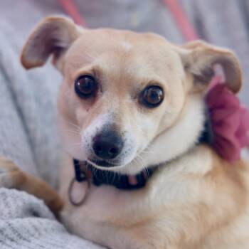 Rescue Terrier and Chihuahua Dogs for Adoption in San Diego, California - Bethany | PetCurious