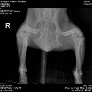 Rescue Chihuahua Dogs for Adoption in Dallas, Texas - Mari (Mariposa) | PetCurious