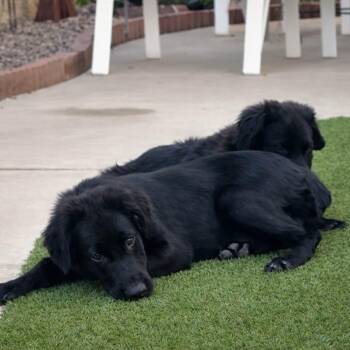 Flat Coated Retriever and Golden Retriever Dogs Available for Adoption - Ross | PetCurious