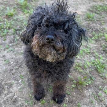 Rescue Poodle Dogs for Adoption in Goleta, California - Ferdy | PetCurious