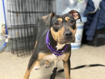 Mixed Breed Dogs Available for Adoption - Paris | PetCurious