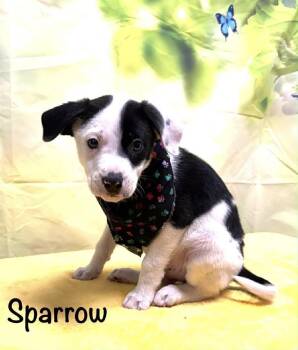 Hound and Labrador Retriever Dogs Available for Adoption in Harrison City, Pennsylvania - Sparrow | PetCurious