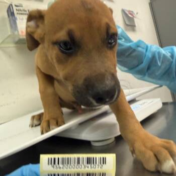 Simon Says -  Mixed Breed Dog for Adoption in Charleston, West Virginia - Simon Says | PetCurious