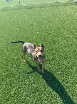 Octopus -  Mixed Breed Dog for Adoption in Jackson, Tennessee - Octopus | PetCurious