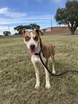 Bowey -  Husky Dog for Adoption in Las Vegas, New Mexico - Bowey | PetCurious