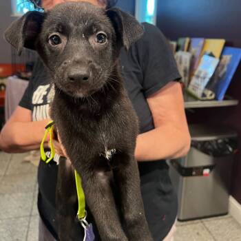 Rescue Mixed Breed Dogs for Adoption in San Francisco, California - Xavier | PetCurious