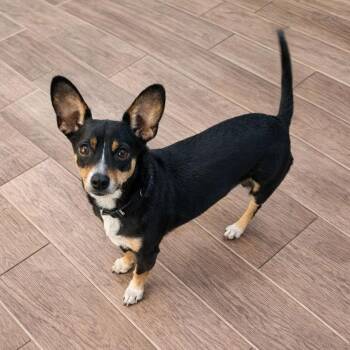 Chihuahua Dogs Available for Adoption in Eustis, Florida - Bruno | PetCurious