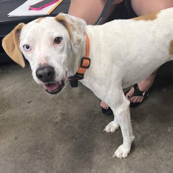 Lolita -  Hound and Catahoula Leopard Dog Dog for Adoption in Tampa, Florida - Lolita | PetCurious