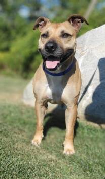 Rescue Boxer Dogs for Adoption in Cumberland, Maine - -Maggie May In Maine | PetCurious