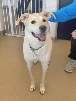 Bailey -  Mixed Breed Dog Available for Adoption in Alexandria, Virginia - Bailey | PetCurious