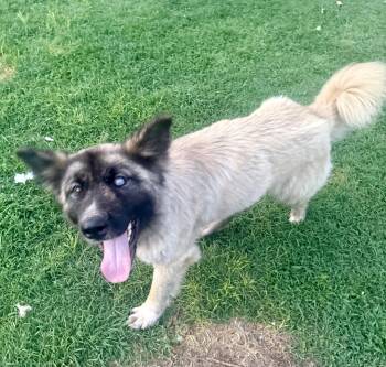 Taryn -  Shepherd Dog for Adoption in Sumter, South Carolina - Taryn | PetCurious