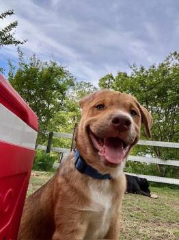 Australian Shepherd Dogs Available for Adoption in Joshua, Texas - Biscuit | PetCurious