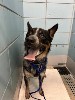 A2095563 -  Australian Cattle Dog Blue Heeler and Mixed Breed Dog for Adoption in Houston, Texas - A2095563 | PetCurious