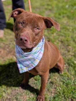 Terrier Dogs Available for Adoption in Gulfport, Mississippi - Pecan | PetCurious