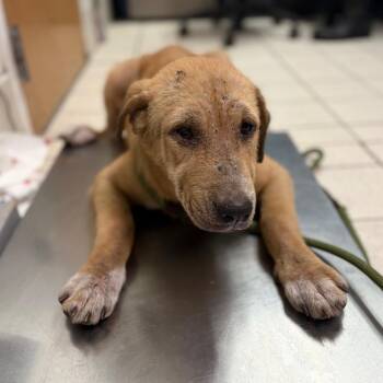 Primus -  Mixed Breed Dog for Adoption in Charleston, West Virginia - Primus | PetCurious