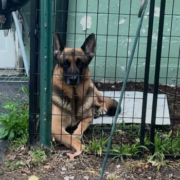 Zeus - Home to Home -  Shepherd Dog for Adoption in South Elgin, Illinois - Zeus - Home To Home | PetCurious
