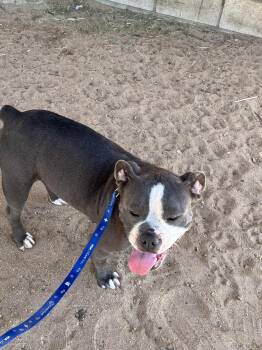 Penelope -  English Bulldog and Mixed Breed Dog for Adoption in Palm Desert, California - Penelope | PetCurious