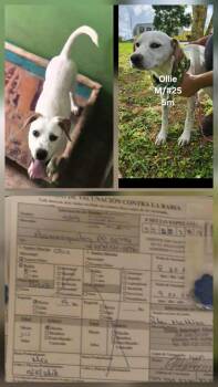 Rescue Labrador Retriever and Dalmatian Dogs for Adoption in Virginia Beach, Virginia - Ollie | PetCurious