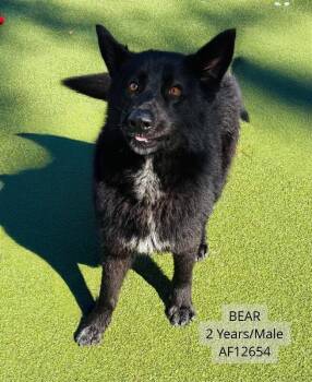 Mixed Breed and Chow Chow Dogs Available for Adoption - Bear | PetCurious