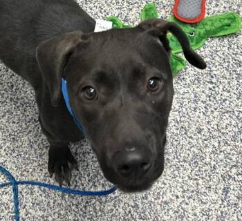 Linda -  Pit Bull Terrier Dog for Adoption in Golden, Colorado - Linda | PetCurious