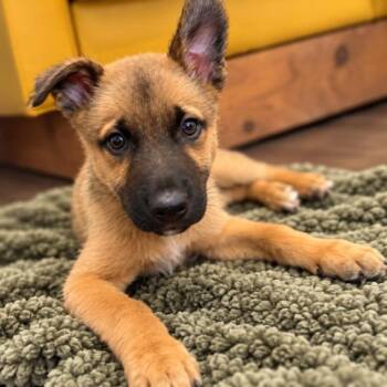 Jinx Spooky Little Gentleman -  German Shepherd Dog and Belgian Shepherd Malinois Dog for Adoption in Friendswood, Texas - Jinx Spooky Little Gentleman | PetCurious