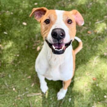Luka -  Mixed Breed Dog for Adoption in Milton, Florida - Luka | PetCurious