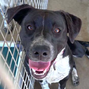 Josephine -  Border Collie Dog for Adoption in Tioga, Pennsylvania - Josephine | PetCurious