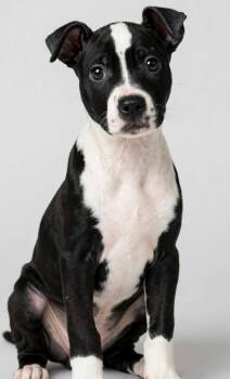 OPAL -  American Staffordshire Terrier Dog for Adoption in Houston, Texas - OPAL | PetCurious