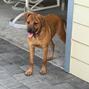 OCEAN -  Labrador Retriever and Shepherd Dog for Adoption in West Palm Beach, Florida - OCEAN | PetCurious