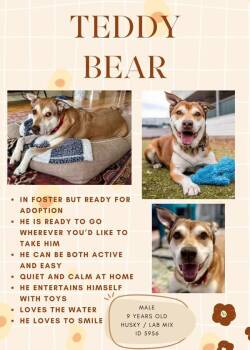 Siberian Husky and Labrador Retriever Dogs Available for Adoption - Teddy Bear | PetCurious