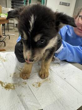 Coydog -  Husky and Mixed Breed Dog for Adoption in Calgary, Alberta - Coydog | PetCurious