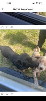 Australian Cattle Dog Blue Heeler and German Shepherd Dog Dogs Available for Adoption in Parrish, Florida - Farmer | PetCurious