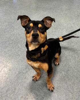 Skinny Bobenny -  Dachshund Dog for Adoption in Richmond, Virginia - Skinny Bobenny | PetCurious