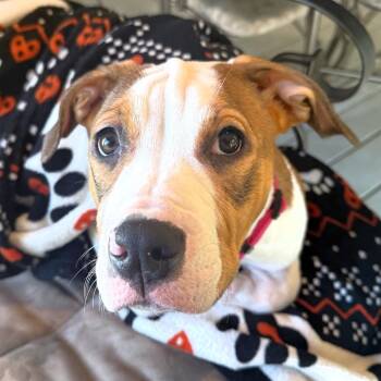 Rescue Pit Bull Terrier Dogs for Adoption in Michigan City, Indiana - Roxy | PetCurious