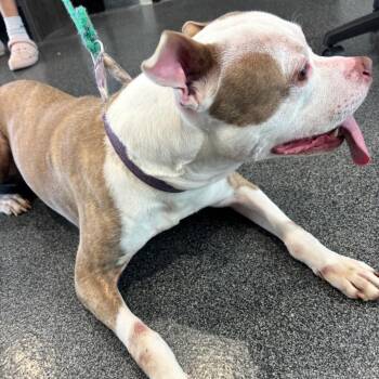 Trixie -  Mixed Breed Dog for Adoption in Allentown, Pennsylvania - Trixie | PetCurious