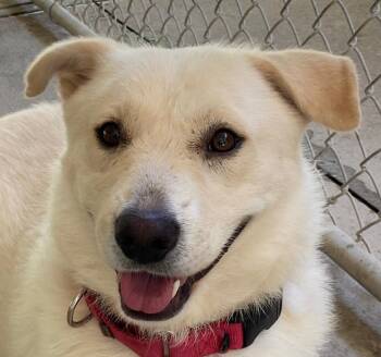 Orion -  Shepherd and Labrador Retriever Dog for Adoption in Spencer, Indiana - Orion | PetCurious