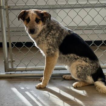 Australian Cattle Dog Blue Heeler and Border Collie Dogs Available for Adoption - Mo | PetCurious