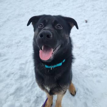 German Shepherd Dog Dogs Available for Adoption - Kylo | PetCurious