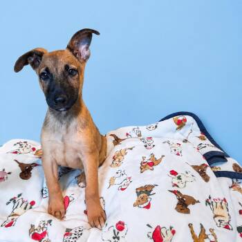 Ace -  Belgian Shepherd Malinois Dog for Adoption in Aledo, Texas - Ace | PetCurious